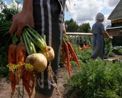 Дачи россиян планируют снести